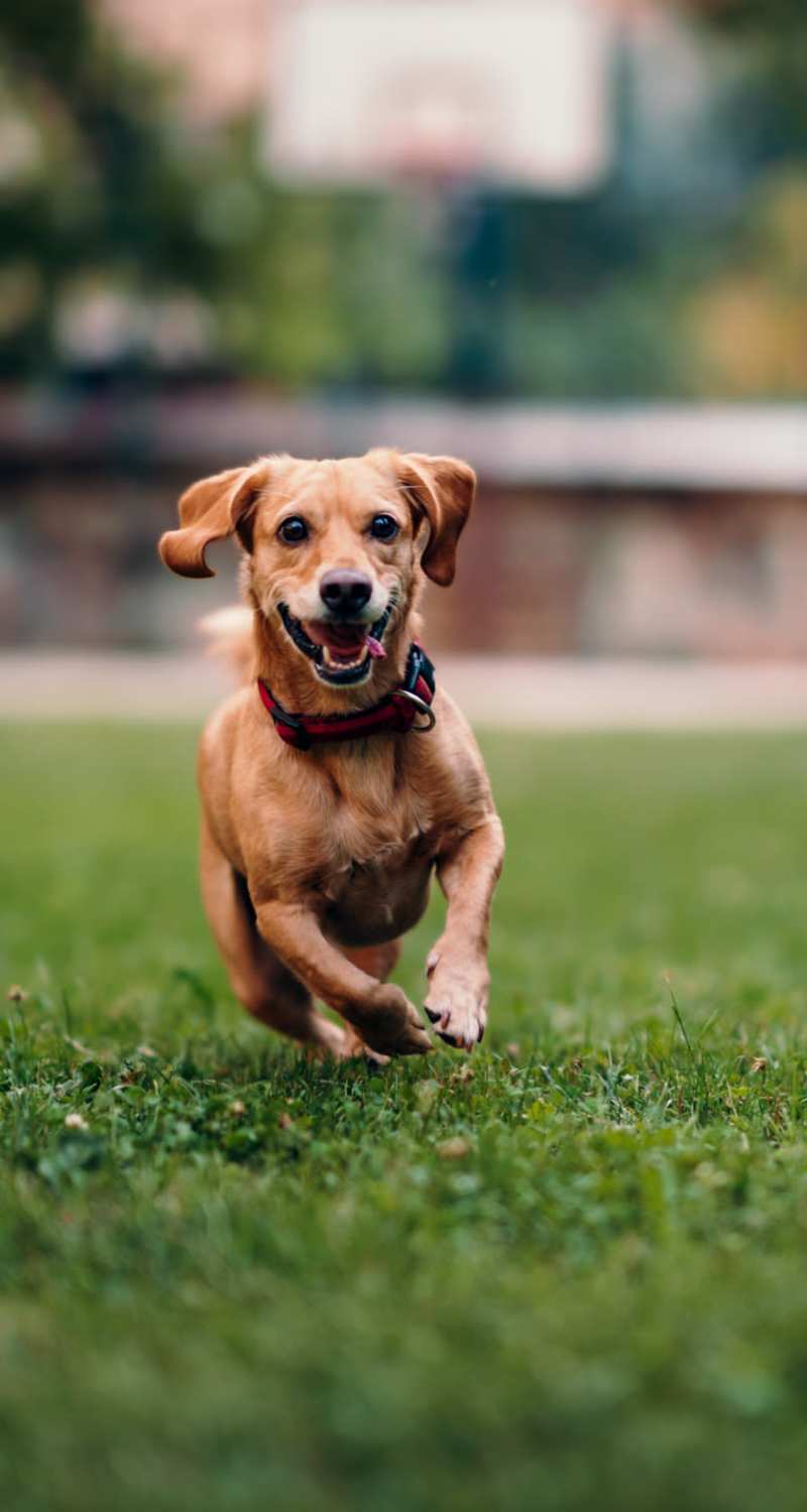 Pet-friendly at Ascent 1791 in Park City, Utah