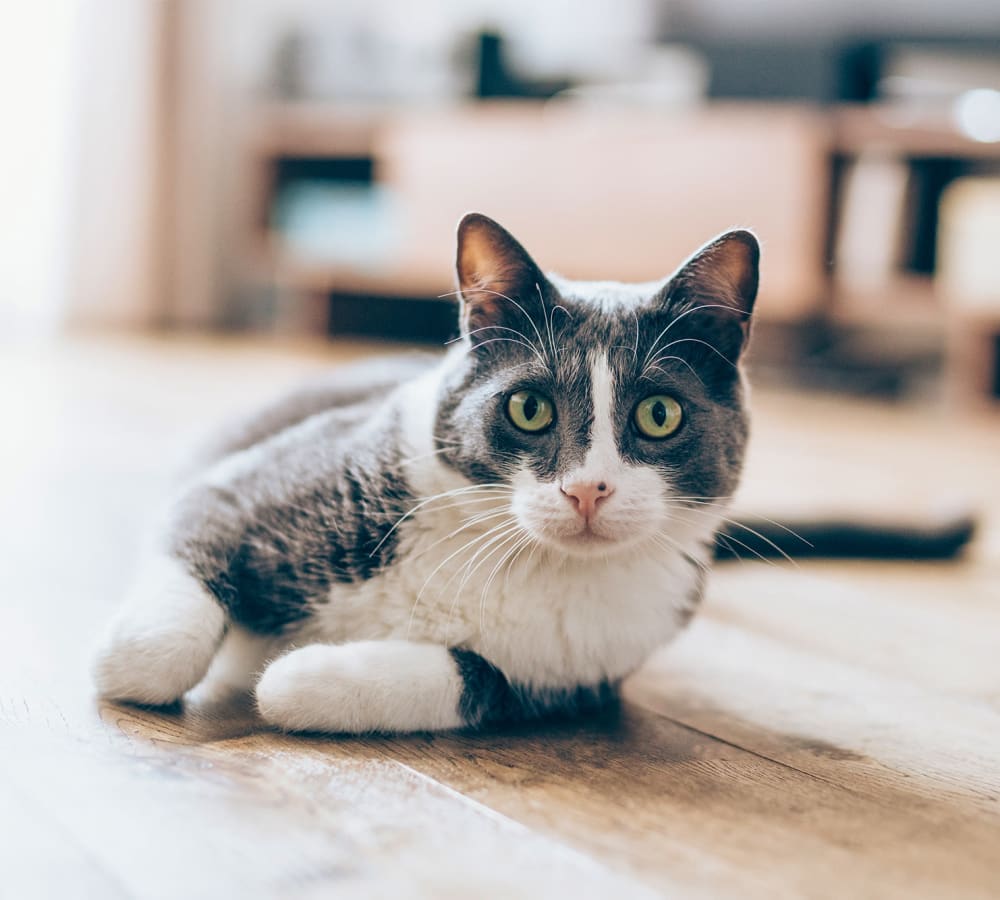 A cat laying on an apartments hardwood floor at Springwoods at Lake Ridge in Woodbridge, Virginia