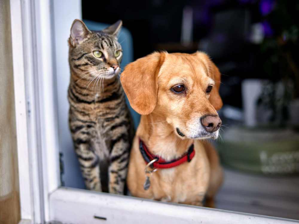 Pets at Timber View Apartments in Grand Haven, Michigan 