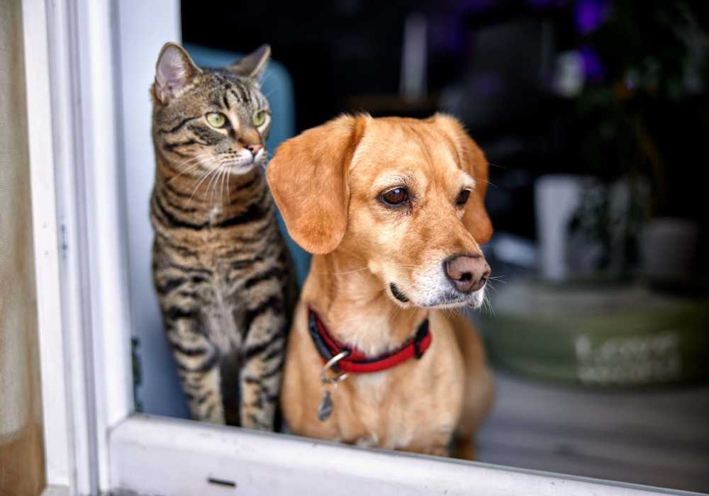 Dog and cat in a pet-friendly home at The Heights at Happy Valley in Happy Valley, Oregon