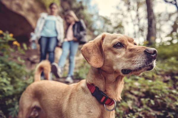 Residents and their curious dog nearby Madison Crest Apartment Homes in Madison, Tennessee