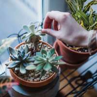 Close-up of succulents at Park West Apartments in Griffith, Indiana