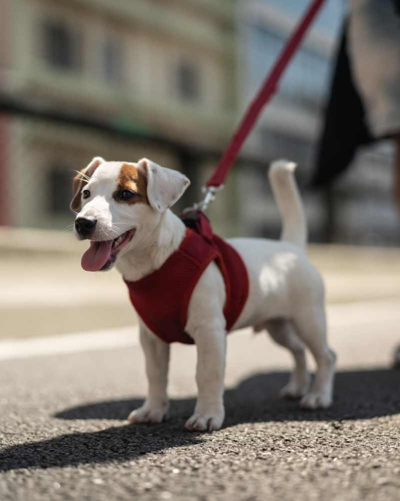 Dog on a leash out for a walk near Vivo Living Kissimmee in Kissimmee, Florida