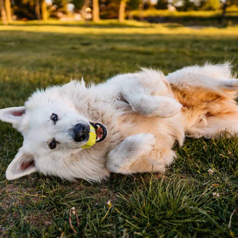 Pet-friendly at Villages at Arbor Walk in Foley, Alabama