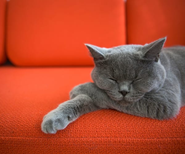 Cat resting on a couch at Savannah Oaks in San Antonio, Texas