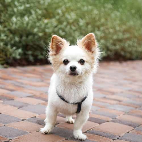 View our pet policy at Range View in Aurora, Colorado