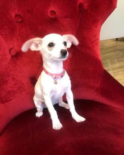 Tinkerbelle, a very small dog at Living Care Lifestyles