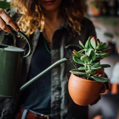 Watering plants at Jade at North Hyde Park in Tampa, Florida