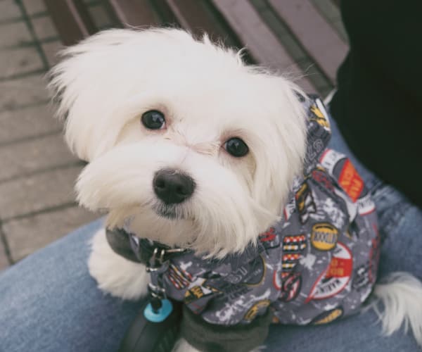 Fluffy white dog in a sweater