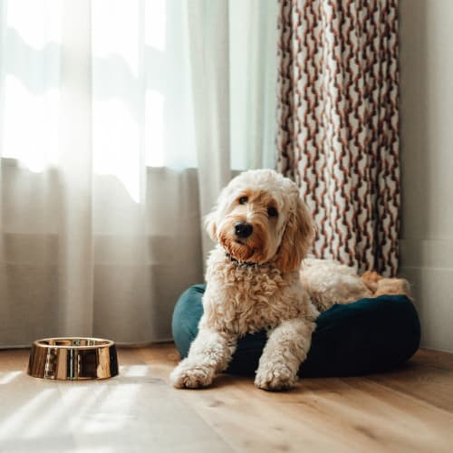 Dog sitting on it's bed at Lyford Apartments in Tiburon, California