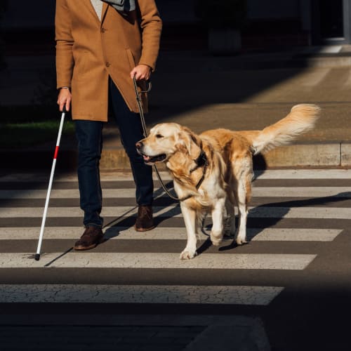 Man walking across the street with his seeing eye dog on a sunny day near The Cambridge Apartments in Washington, District of Columbia