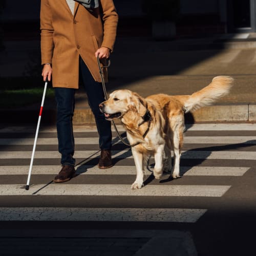 Man walking across the street with his seeing eye dog on a sunny day near The Shelby in Washington, District of Columbia