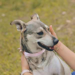 Happy dog at Lakeside Villas in Baton Rouge, Louisiana 