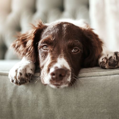 A dog at Albany Hill Village in Albany, Georgia