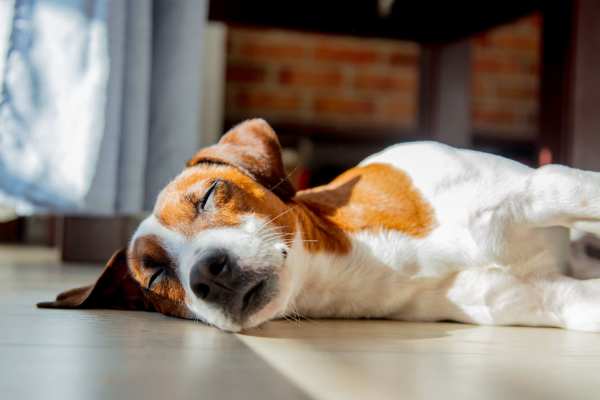 A pet dog sleeping peacefully on the apartment floor at Center Pointe Townhomes in Clarksville, Tennessee 