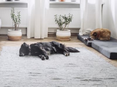 A dog taking a nap on the rug at Centerview Park in Smyrna, Georgia