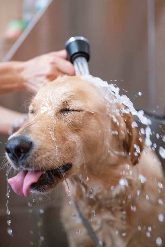 Dog having a bath at Crescent Apartments in Roseville, California