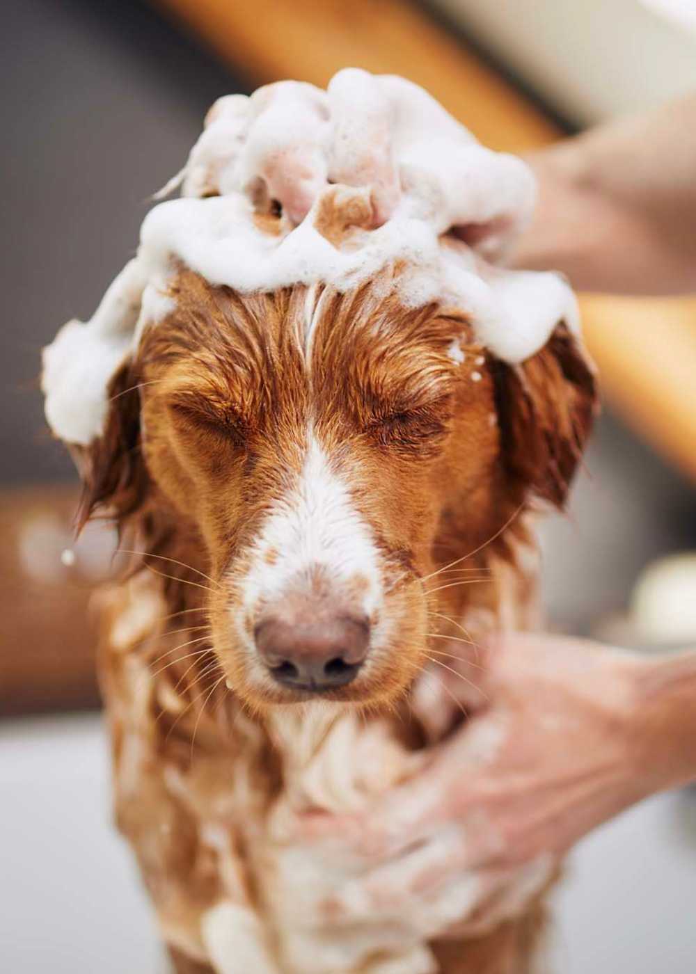 Pet spa at The Lawrence in Buffalo, New York