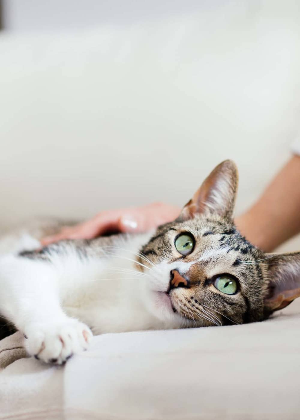 Cat laying on sofa in pet-friendly apatment at Hawthorne Hill Apartments in Thornton, Colorado   