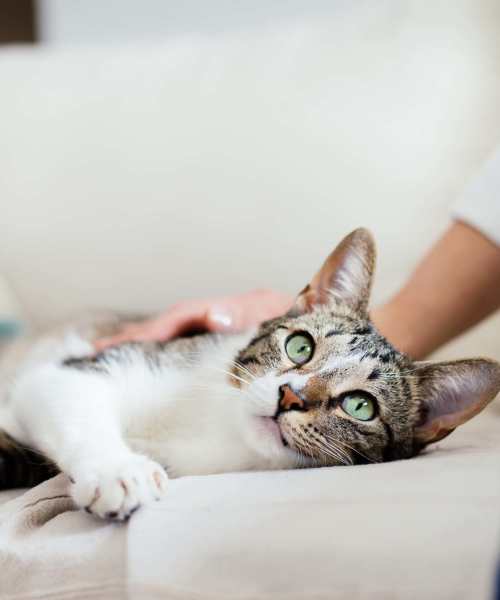 Cat at Seagrove in Conroe, Texas