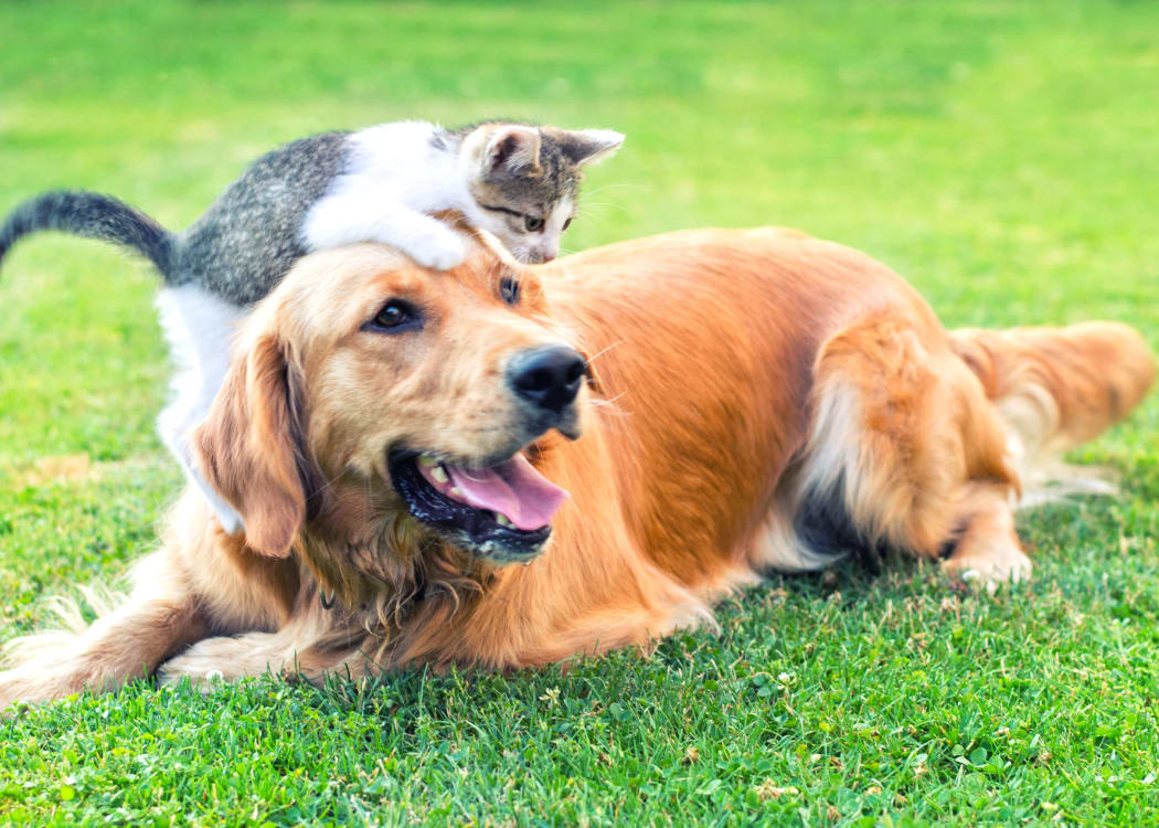 Dog and cat playing outside their new home at Waterford at Peoria in Peoria, Arizona