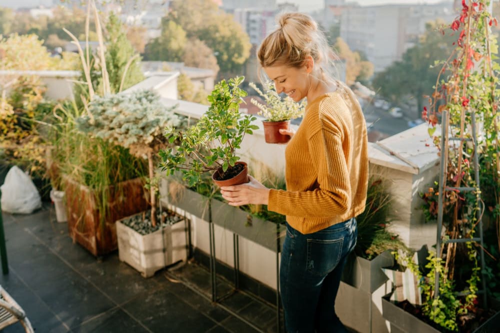 Resident picking out a new plant near Vidorra McKinney Avenue in Dallas, Texas