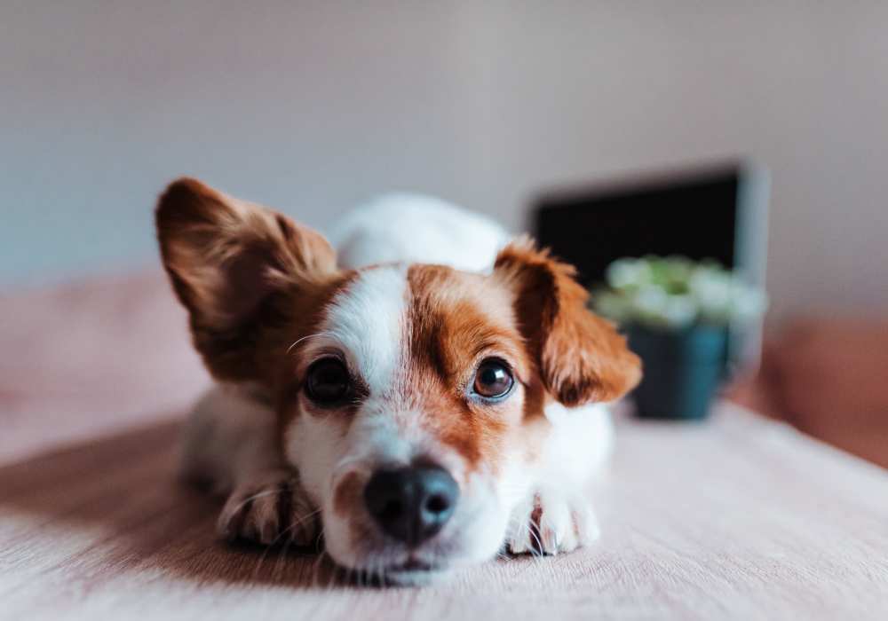 A dog laying on the floor at Ascent Apartment Homes in Asheville, North Carolina