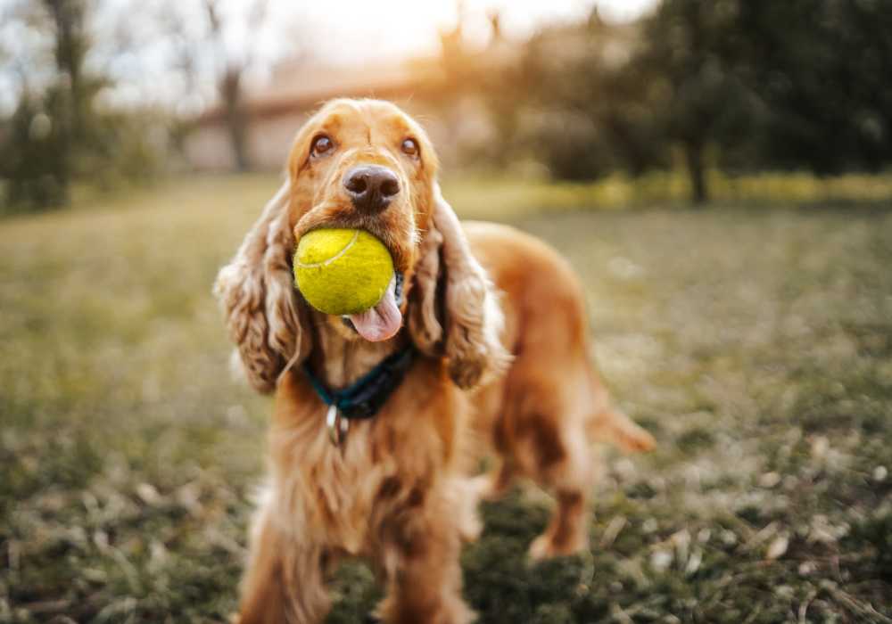 Dog playing with ball at Broadway Crossing Apartments in Merrillville, Indiana