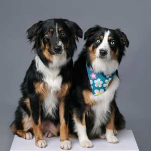 IzzyB and Nahla - Community Mascots at The Suites Assisted Living and Memory Care. 