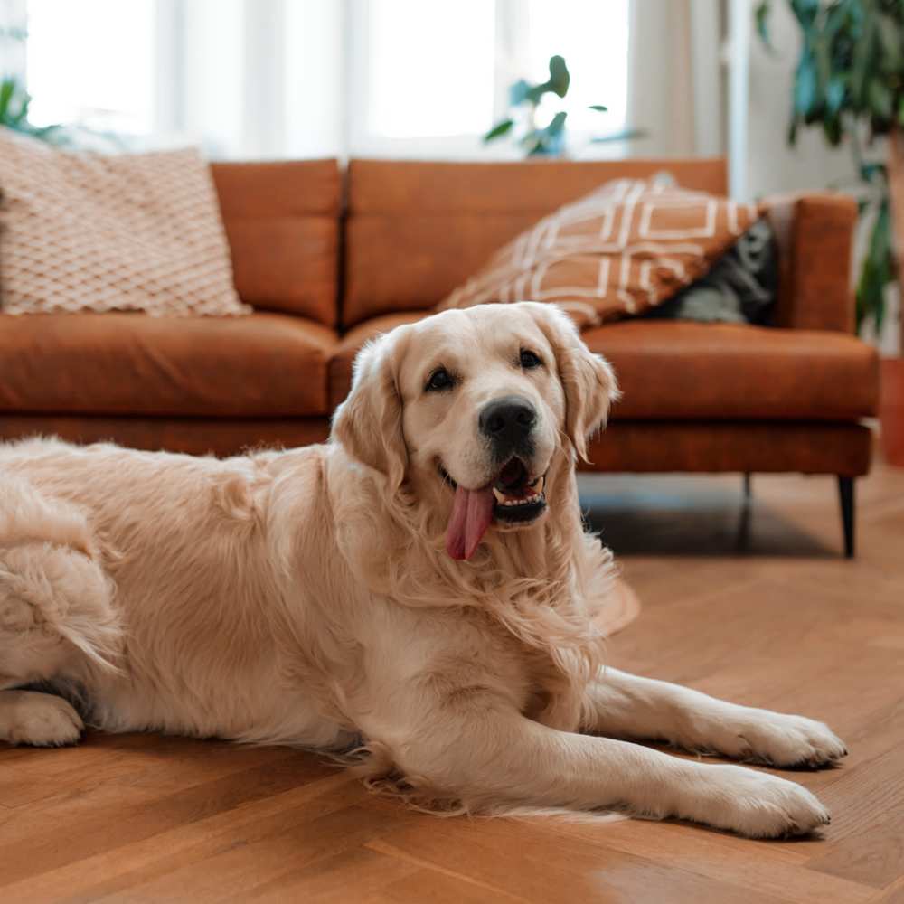 Relaxing dog at Fair Oaks Apartments in Sacramento, California
