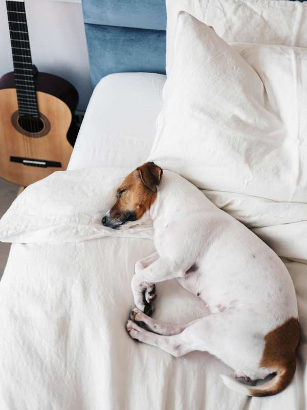 Pet-friendly homes at Dwell @ 5th and Farmer in Tempe, Arizona