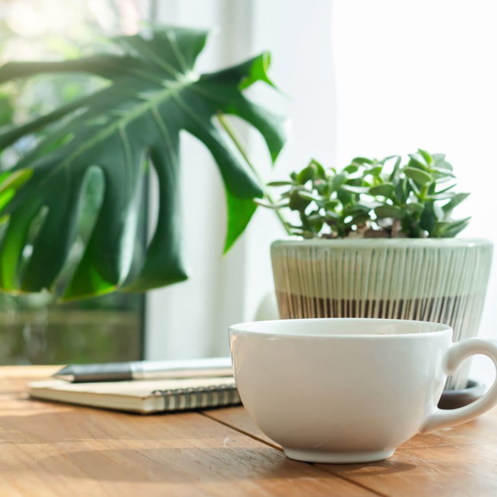 Mug and plant on a table at Norwalk Towers Apartments in Norwalk, California