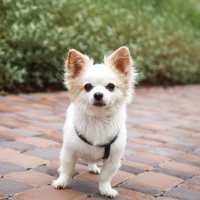 A cute dog at Warrick Trail Apartments in Newburgh, Indiana