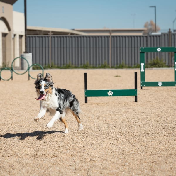Cute labradoodle wearing a green bandanna at Sky at Chandler Airpark in Chandler, Arizona