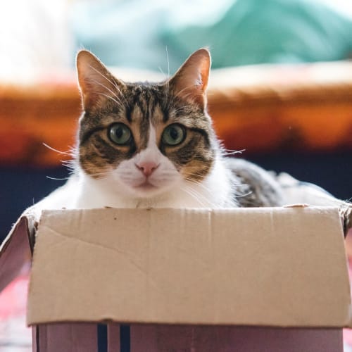 A cat in a cardboard box at Columbia Colony in Patuxent River, Maryland