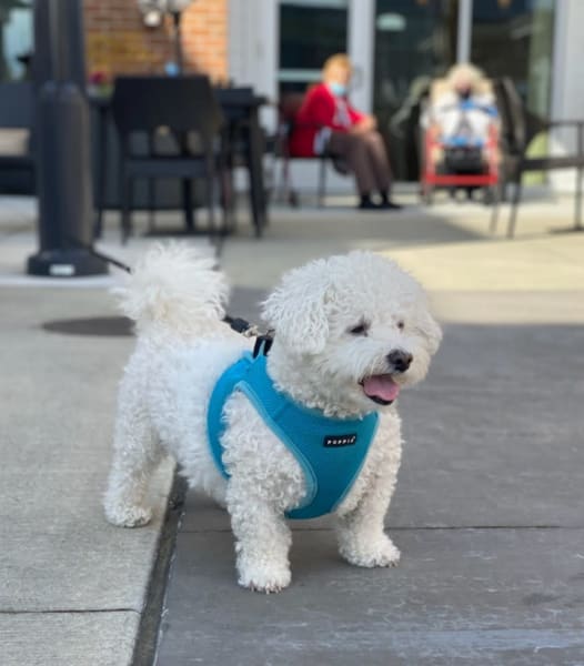 Small white dog in a harness stands on concrete, panting
