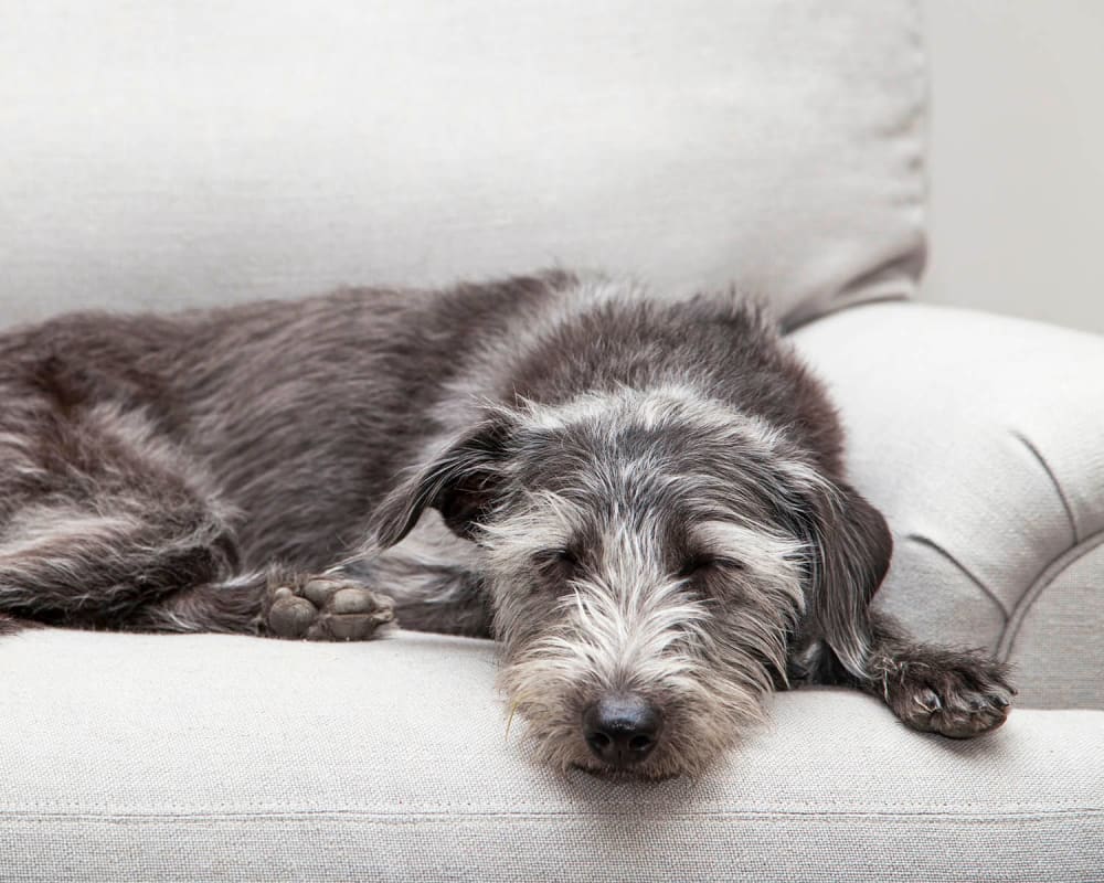 Resident dog enjoying her new home at Finley West in Houston, Texas