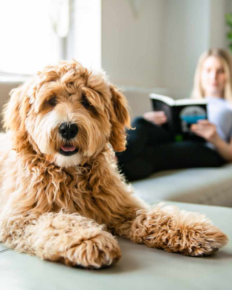 Pet friendly apartments at Global Ruston in Ruston, Louisiana