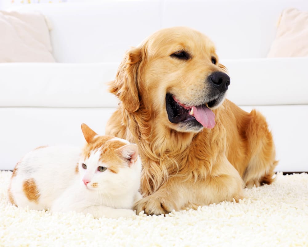 Happy dog and cat relaxing in their new apartment at Olympus 7th Street Station in Fort Worth, Texas