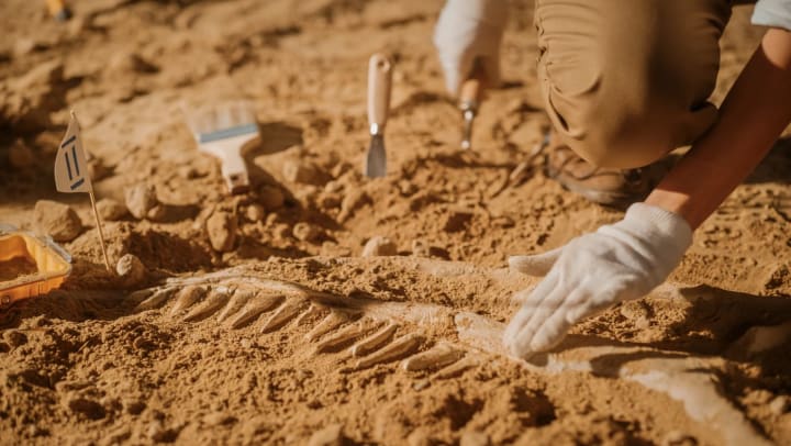 Close up of a Paleontologist cleaning bones with small brushes | geological museum in Casper