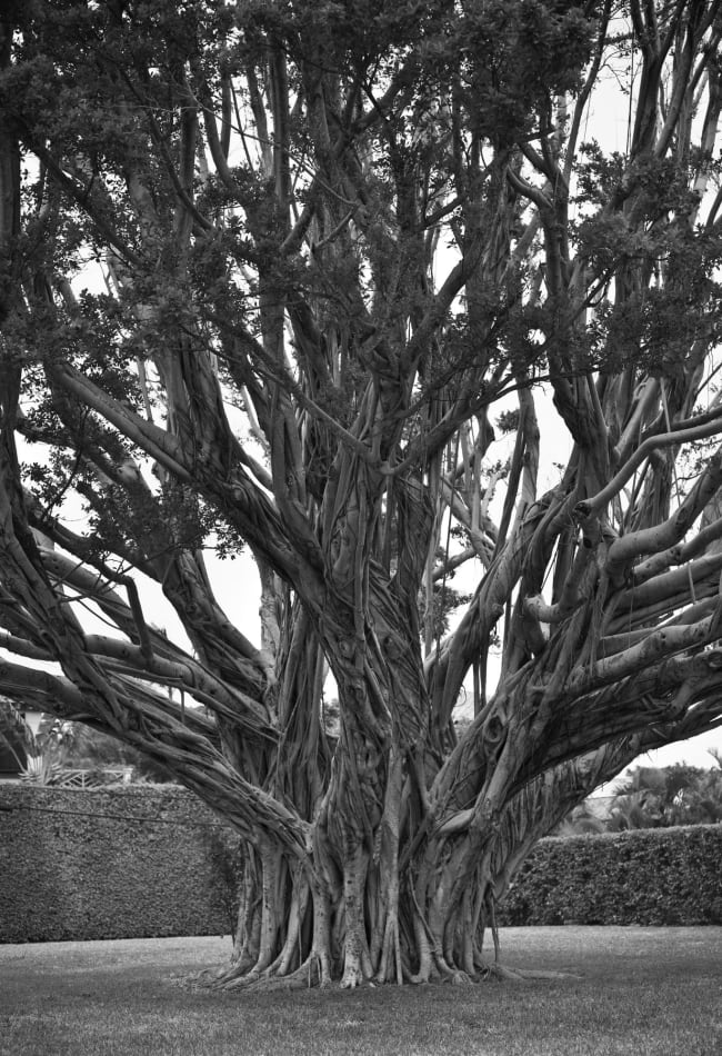 Banyan tree at Inscription West Palm Beach in West Palm Beach, Florida