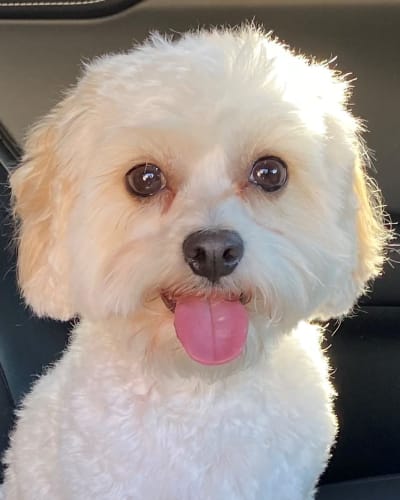 Yukon, COMMUNITY CUDDLE COMPANION at Quail Park at Morrison Ranch in Gilbert, Arizona