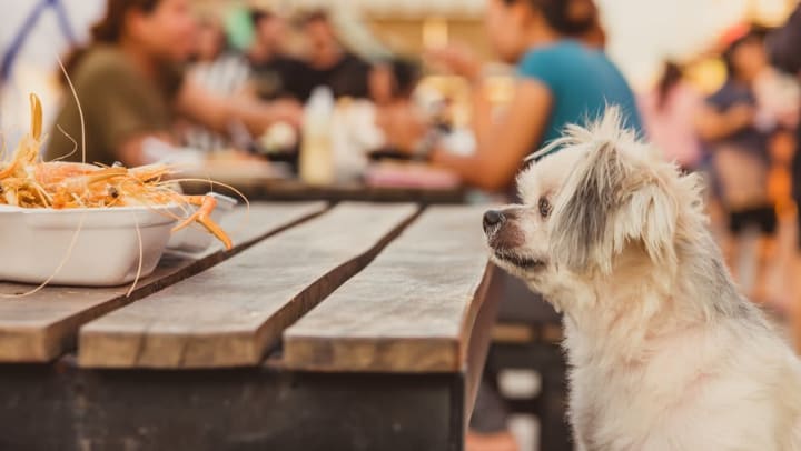 Dog eyeing a plate of shrimp at a dog-friendly restaurant near Olympus Corsair in San Diego, California