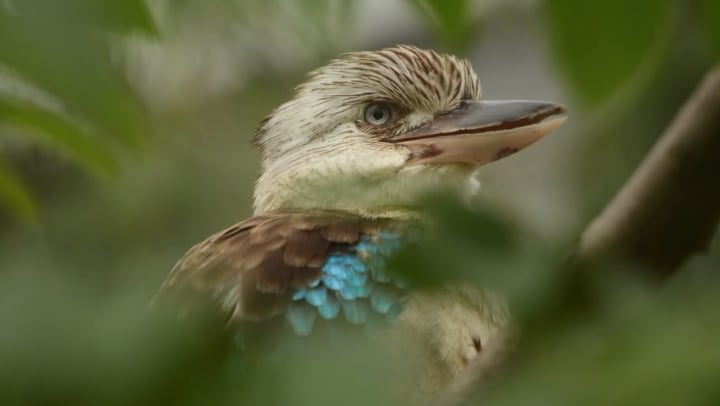 Native New Mexican bird at a nature preserve near Olympus Encantata in Albuquerque, New Mexico