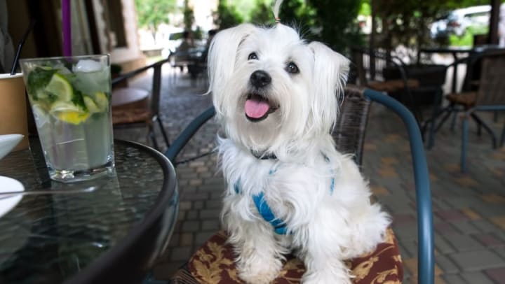 Happy dog at Legends at White Oak in Ooltewah, Tennessee