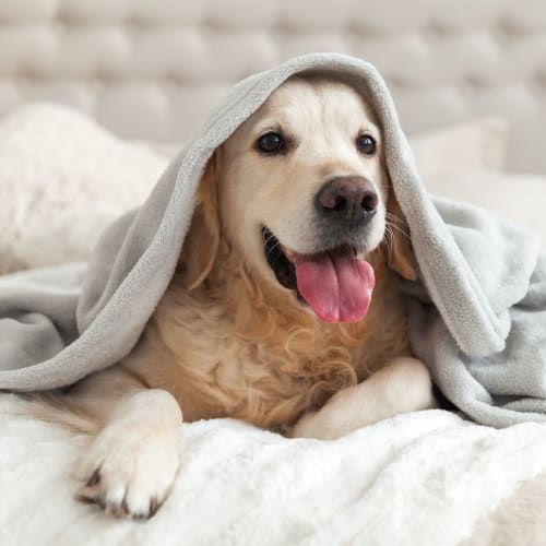 A dog laying down at Osprey Point in Virginia Beach, Virginia