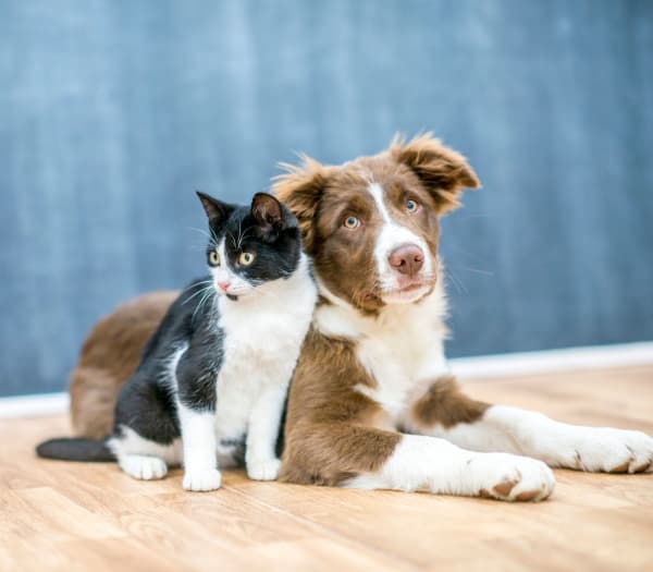 Villas at Lawson Creek resident with 2 cats