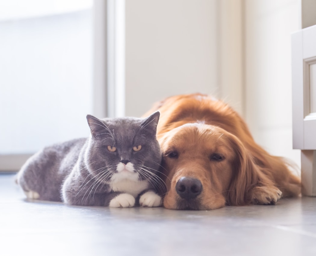 Cat and dog waiting for their owner to return to their new home at Sierra Canyon in Glendale, Arizona