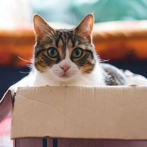 A house cat in a box at Dahlgren Townhomes in Dahlgren, Virginia
