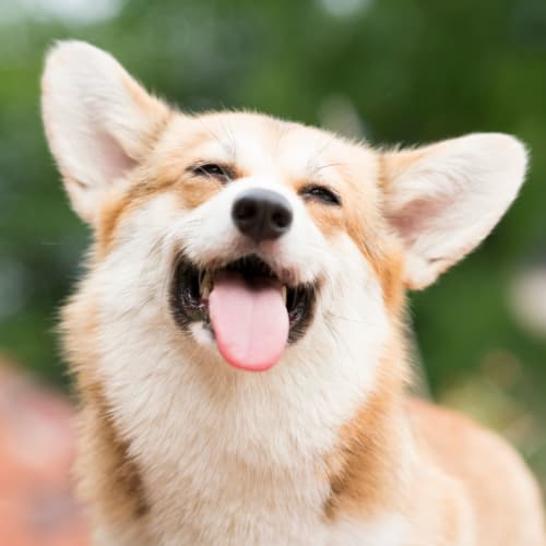 A corgi with its tongue out  at Midway Manor in Virginia Beach, Virginia